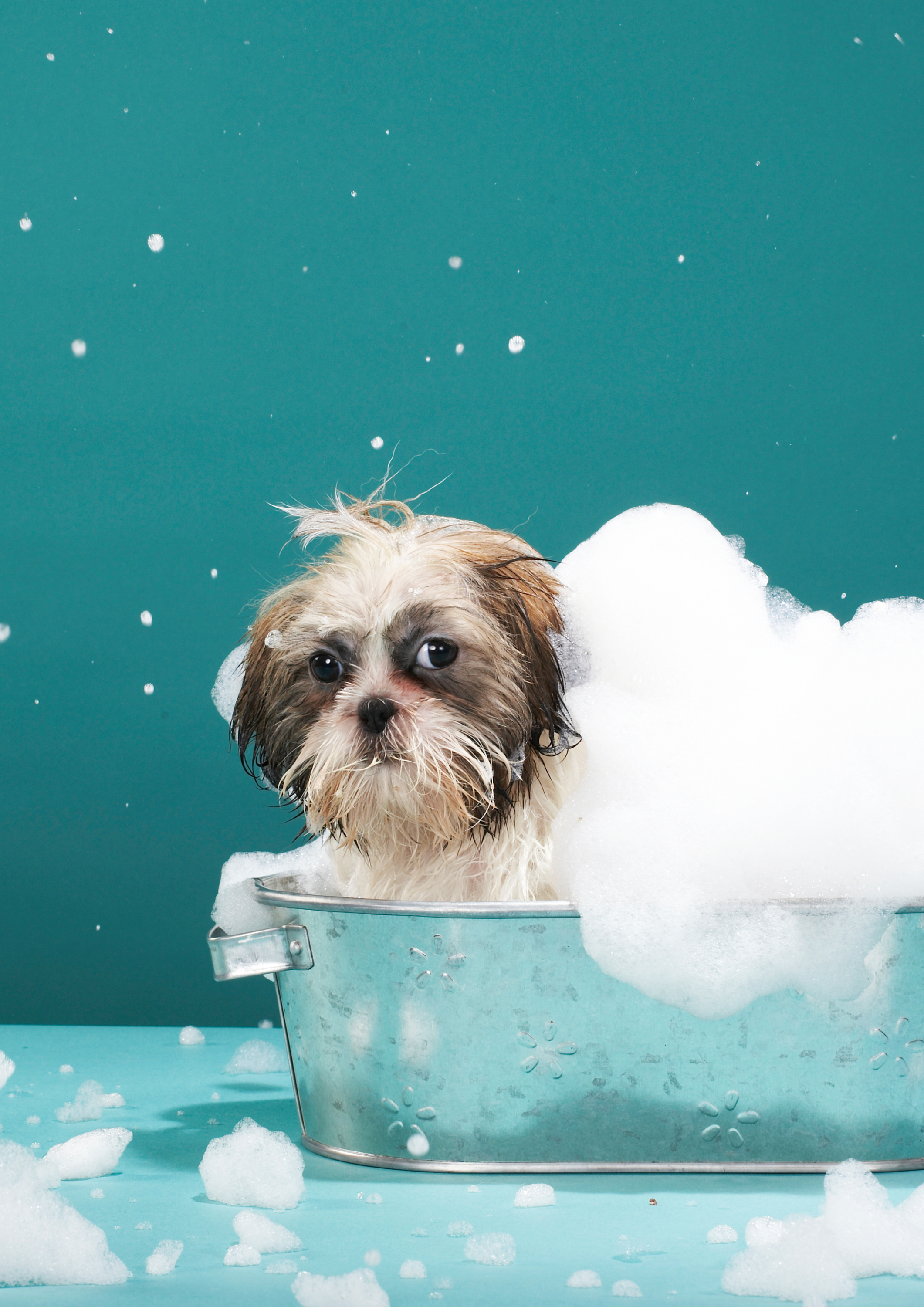 Pet Care