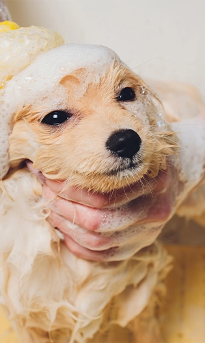 dog bath
